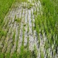 鋅對(duì)作物生長(zhǎng)的重要性 鋅對(duì)作物生長(zhǎng)的重要性